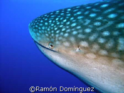 Smiling whale shark by Ramón Domínguez 